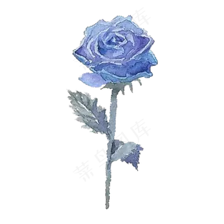 手绘水彩蓝紫色系玫瑰蓝色妖姬花