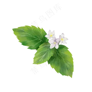 小清新薄荷花