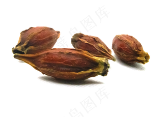 中医药材栀子花子,免抠元素