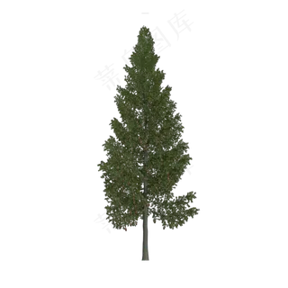 树木植物,免抠元素