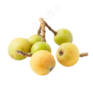 绿色的枇杷免抠图