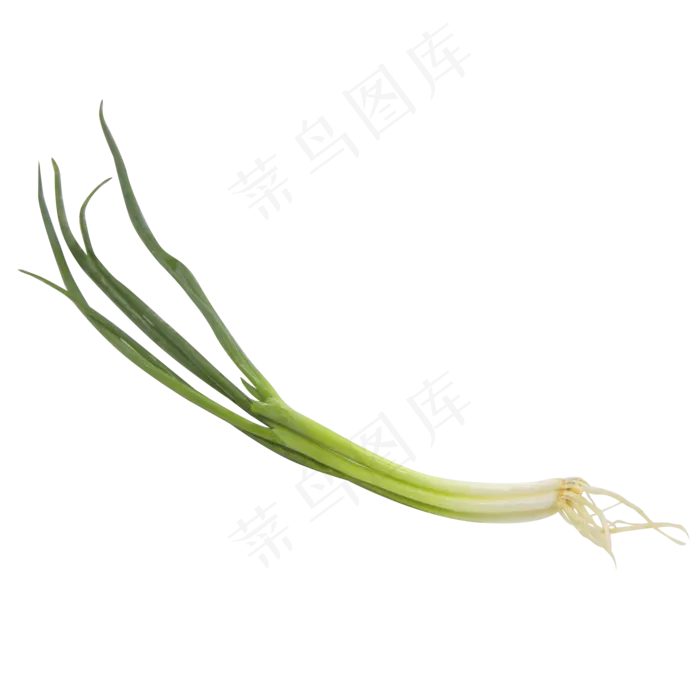 几根小葱(2000X2000(DPI:299))