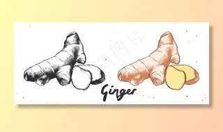 单色与彩色的姜素描