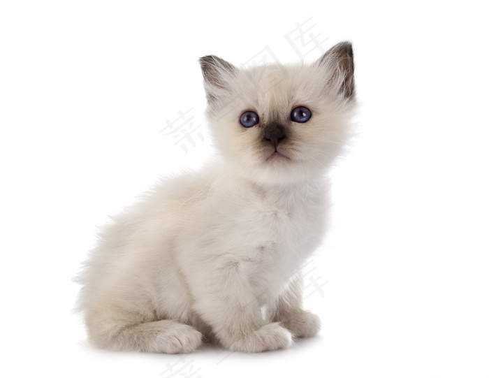 白色背景前的伯曼小猫