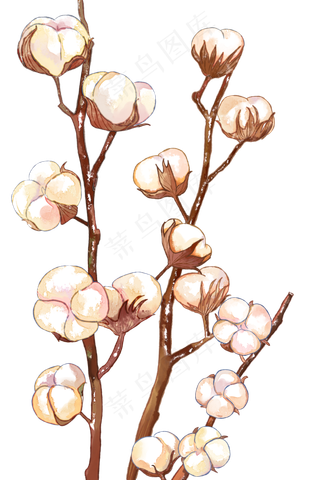 秋季寒露节气之棉花