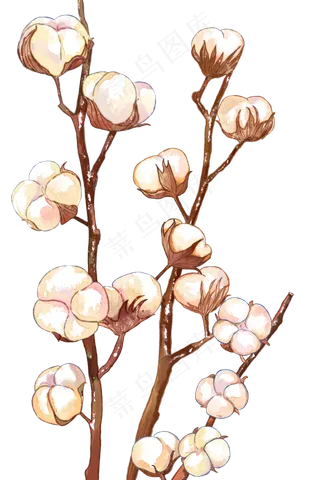 秋季寒露节气之棉花