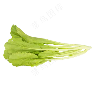 绿色营养白菜 绿色营养白菜