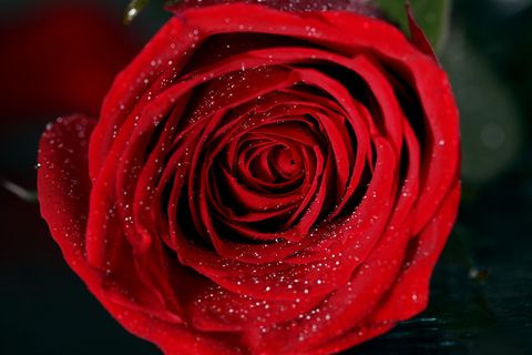 红玫瑰花特写