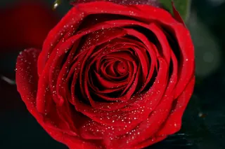 红玫瑰花特写