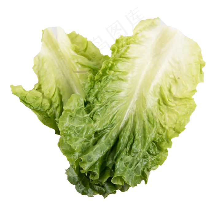两片生菜蔬菜(2000X2000(DPI:300))