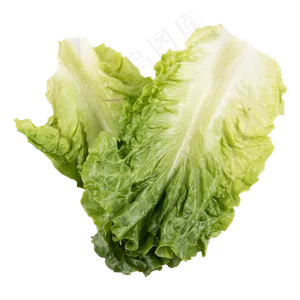 两片生菜蔬菜
