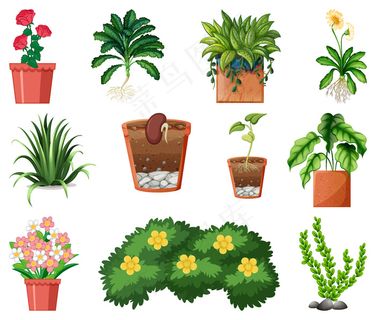 在白色背景下隔离的花盆中的一组不同植物
