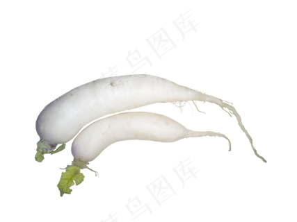 新鲜水萝卜