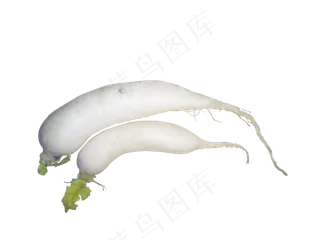 新鲜水萝卜