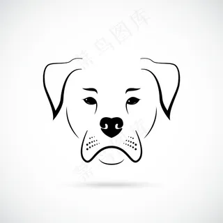 白色背景的口吻美国斗牛犬