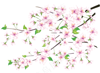 樱花开花植物免扣png