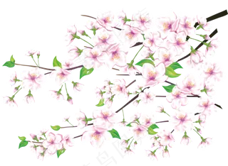 樱花开花植物免扣png