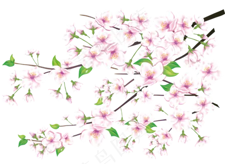 樱花开花植物免扣png 樱花开花植物免扣png