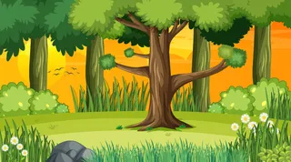 日落时分的森林景观