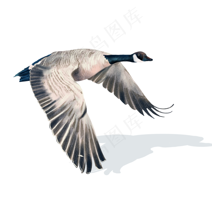 秋天透明写实大雁南飞