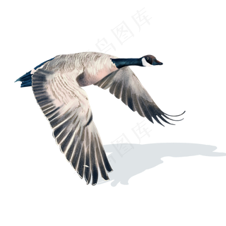 秋天透明写实大雁南飞