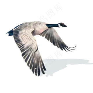 秋天透明写实大雁南飞