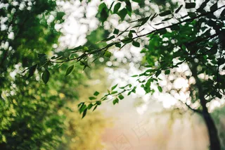 景致阳光明媚的自然绿色背景。阳光照在美丽的叶子上。阳光明媚的大自然清晨景色。阳光明媚，绿意盎然。阳光下的植被景色。