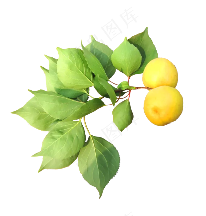果子植物免扣(3000X3000(DPI:300))