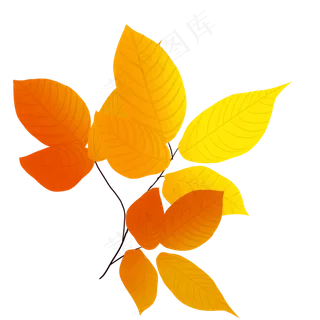 秋叶落叶秋天红叶可商用手绘叶子