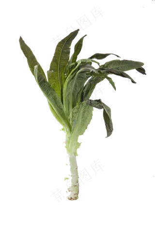 绿色叶菜营养丰富