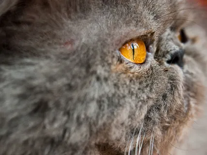 一只灰猫头的特写镜头