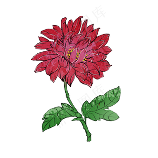 红色菊花重阳节花卉