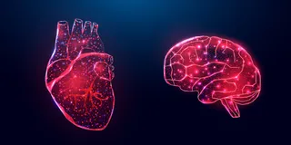 人的心脏和大脑。线框低聚风格。深蓝色背景上的抽象现代 3d 矢量图。