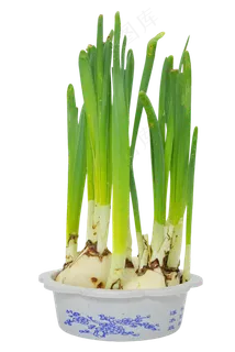 蒜苗蔬菜青蒜 蒜苗蔬菜青蒜