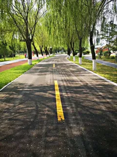 绿色林荫小道 绿色林荫小道