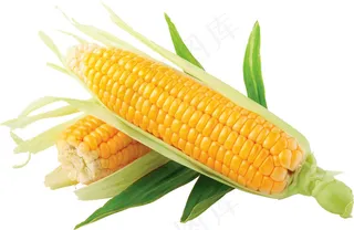 玉米 蔬菜