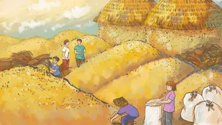 农产品粮食丰收之水彩画风