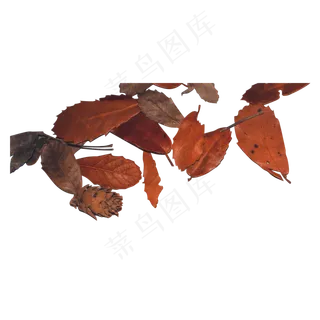 一堆红色飘落枯萎树叶