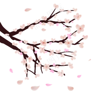 白梅花花朵花枝蓓蕾