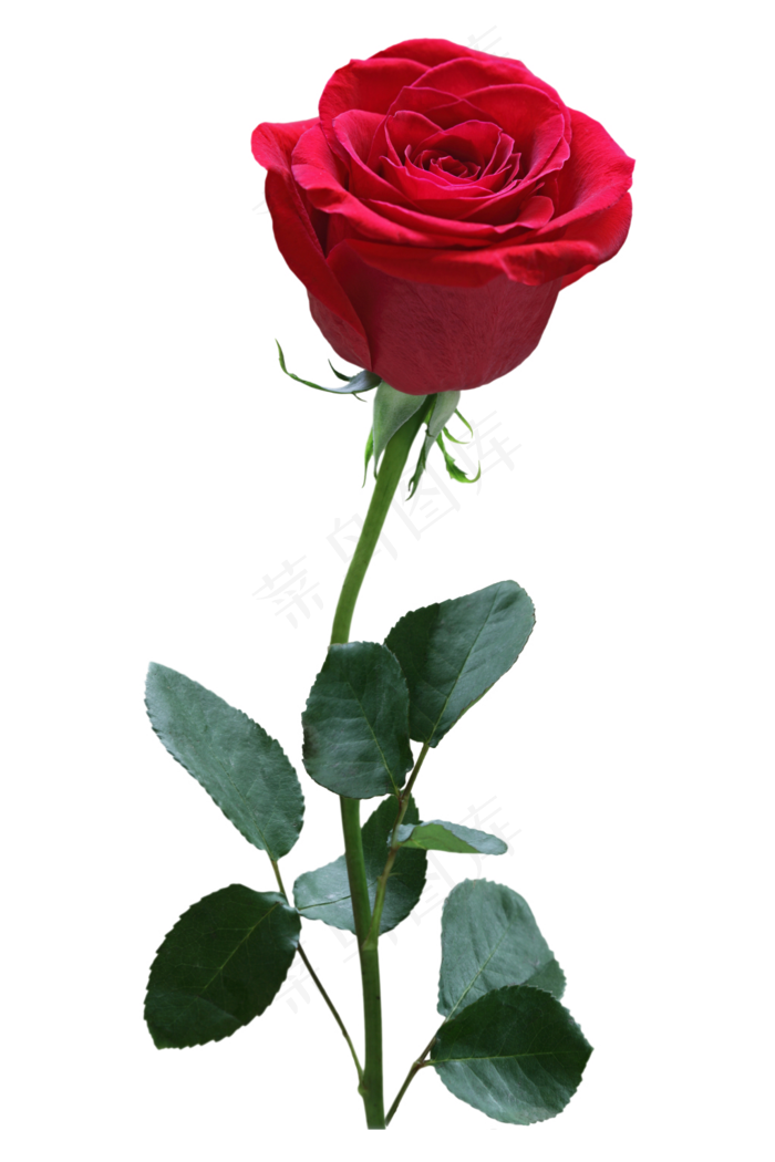 红色装饰玫瑰