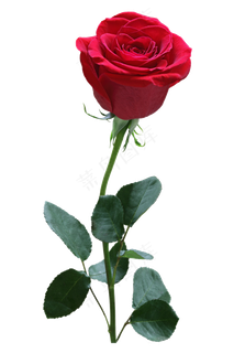 红色装饰玫瑰