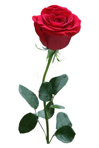 红色装饰玫瑰