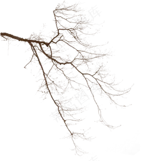 秋天秋季萧瑟枯树干