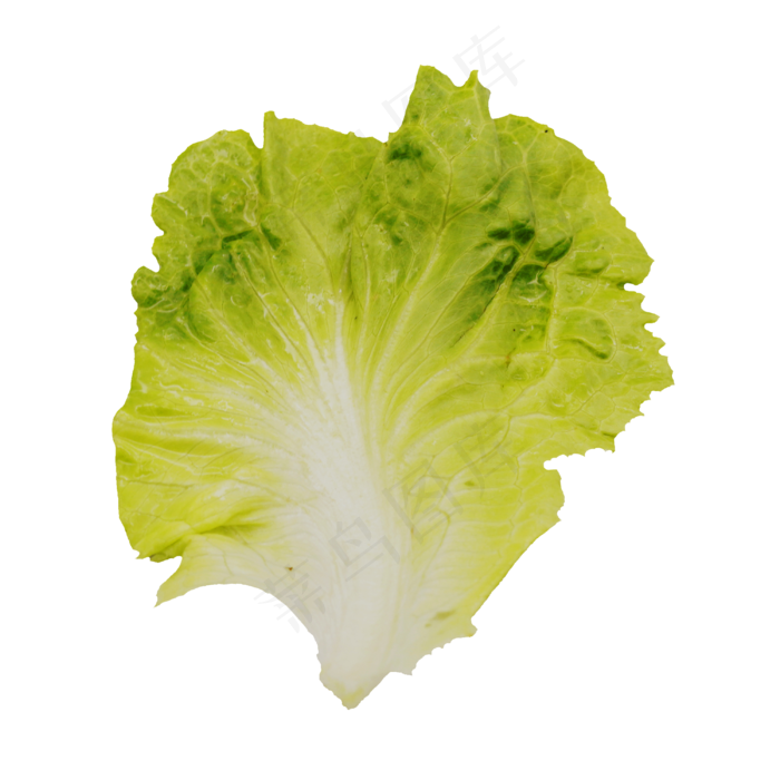 新鲜一片白菜(3000X3000(DPI:300))