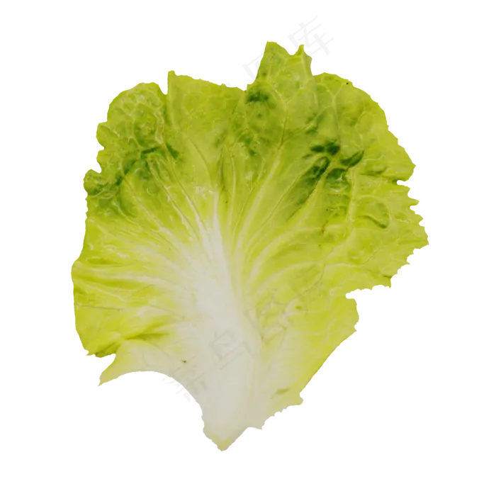 新鲜一片白菜(3000X3000(DPI:300))