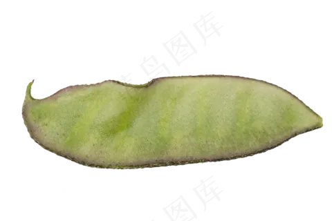 蔬菜食材扁豆