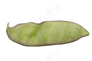 蔬菜食材扁豆