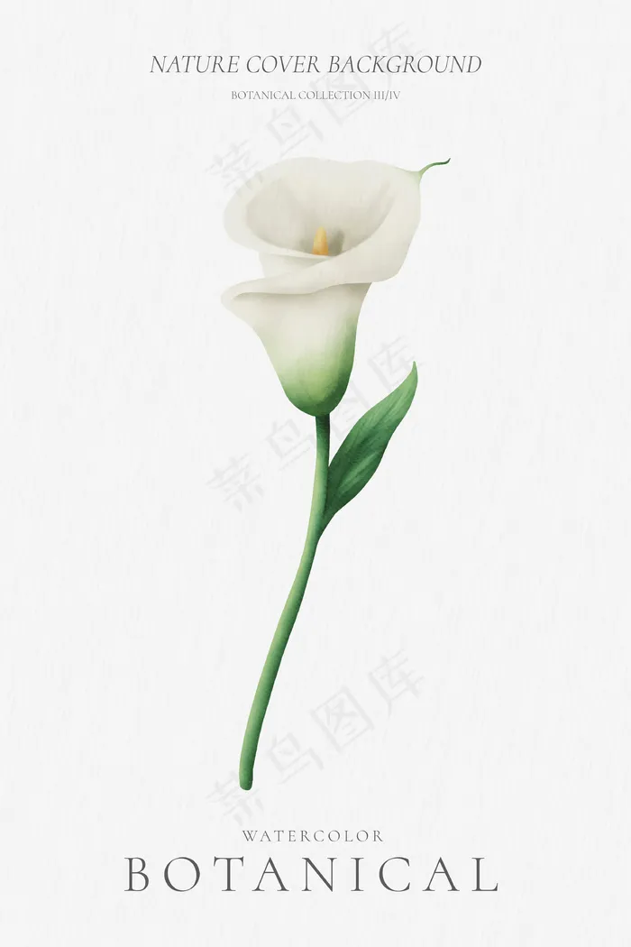 最小的花卉背景与美丽的百合花eps,ai矢量模版下载