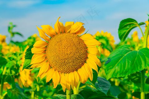 《向日葵》在明亮的天空中