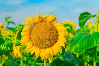 《向日葵》在明亮的天空中